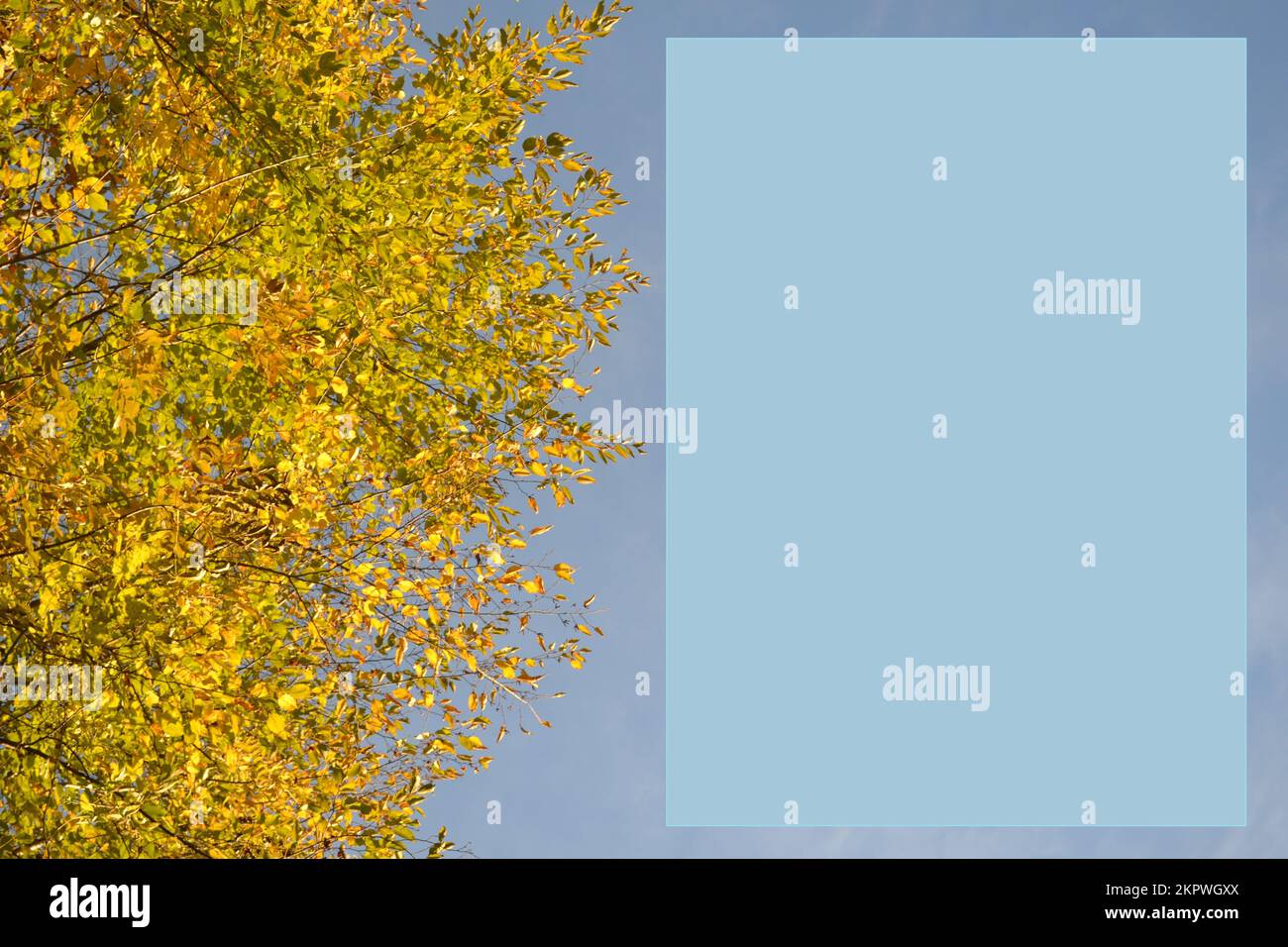 Close-up view of the bright yellow leaves of the tree in the direct autumn sun on blue sky background. Greeting card. Autumn motives. Stock Photo