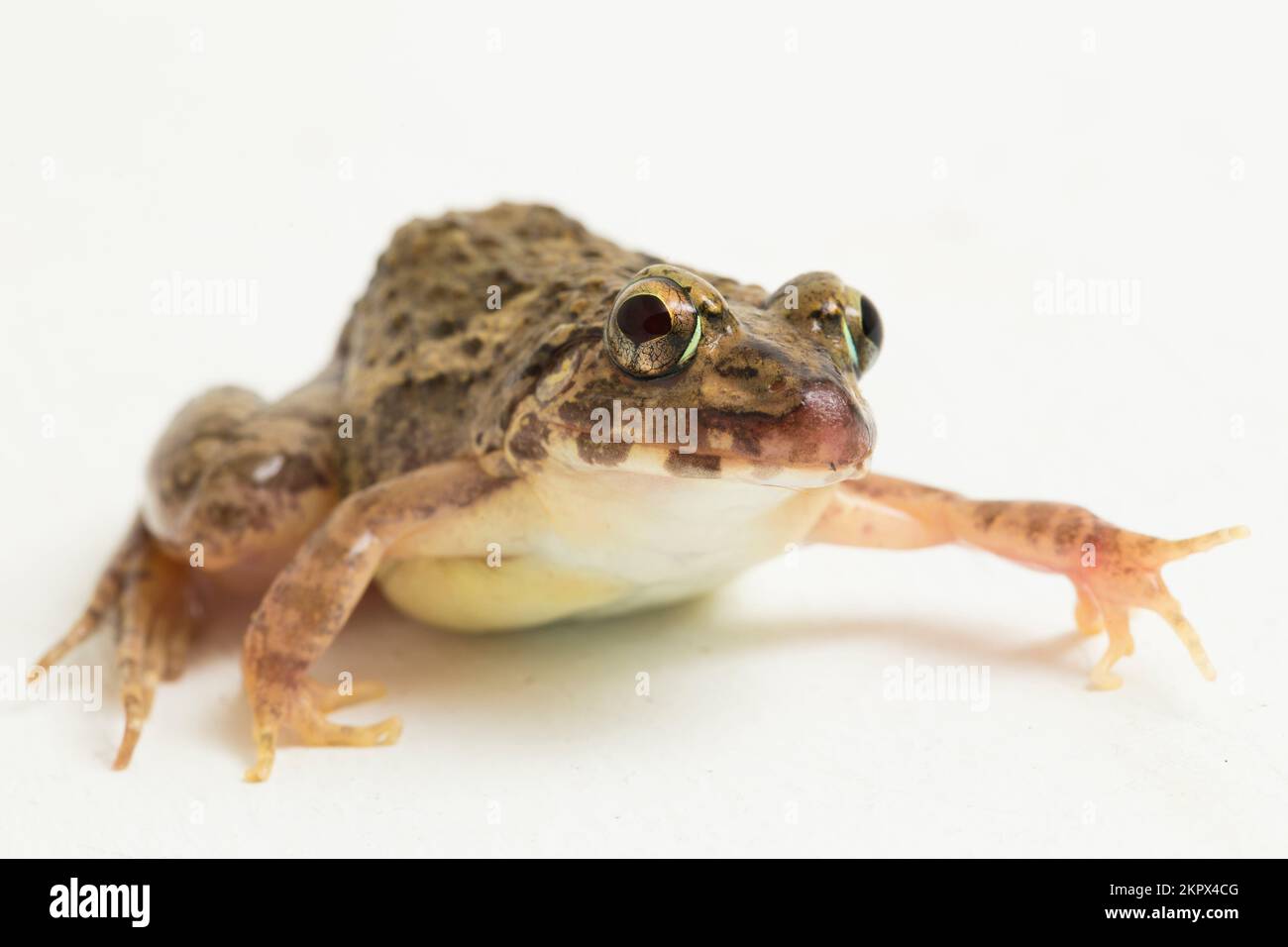 Crab eating frog or mangrove frog Fejervarya cancrivora isolated on