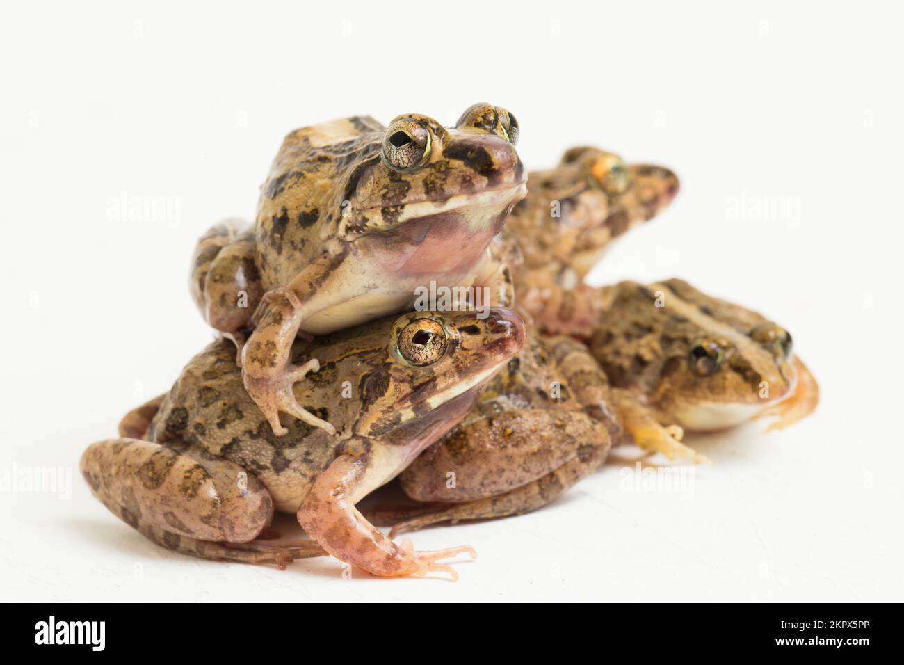 Crab eating frog or mangrove frog Fejervarya cancrivora isolated on