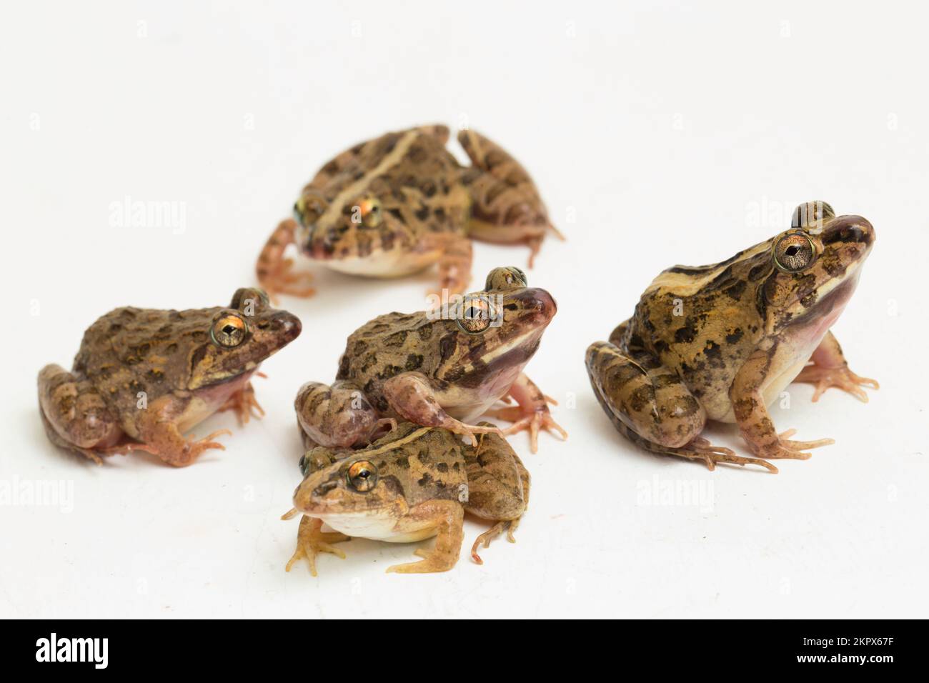 Crab eating frog or mangrove frog Fejervarya cancrivora isolated on