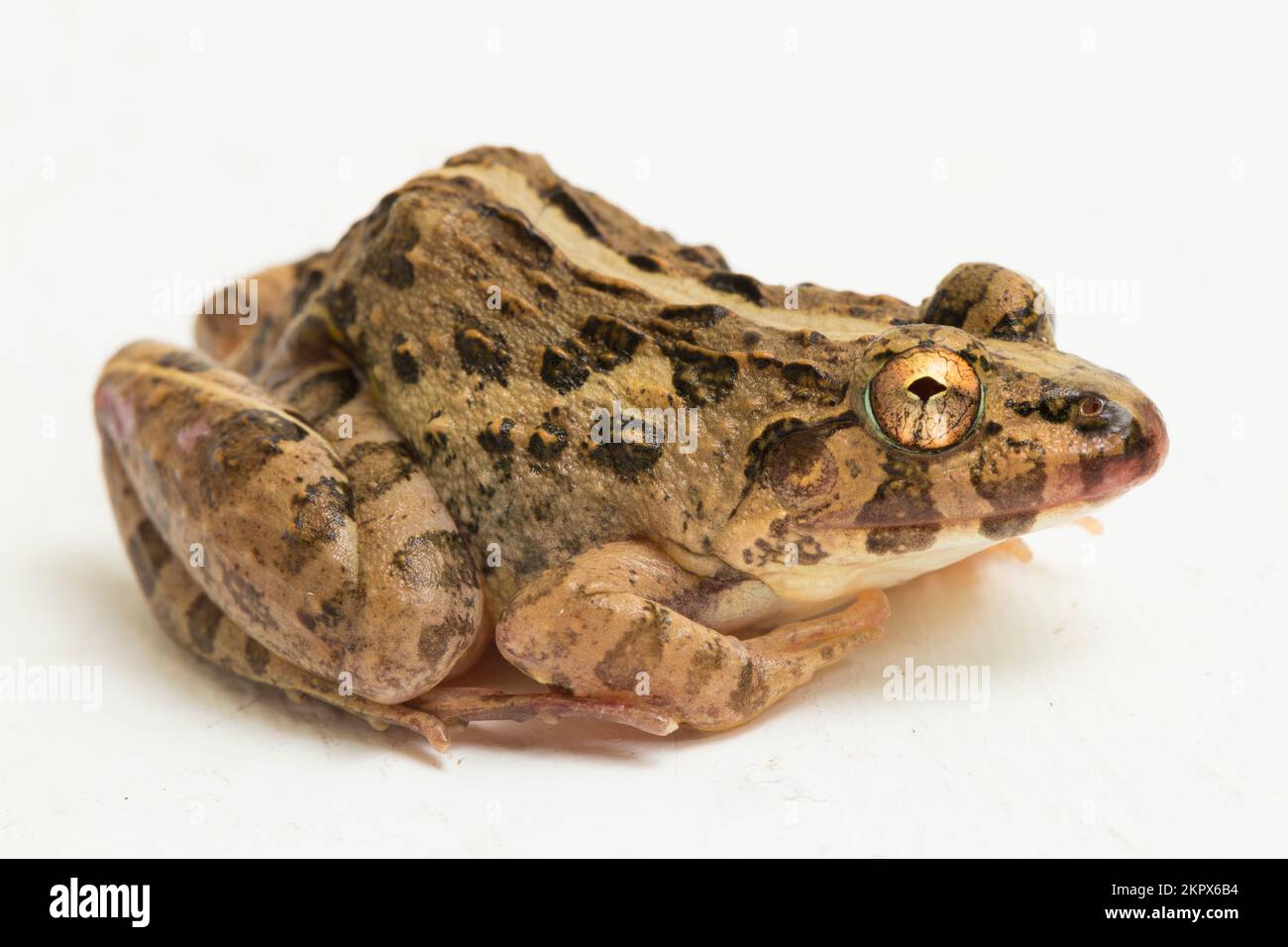 Crab eating frog or mangrove frog Fejervarya cancrivora isolated on