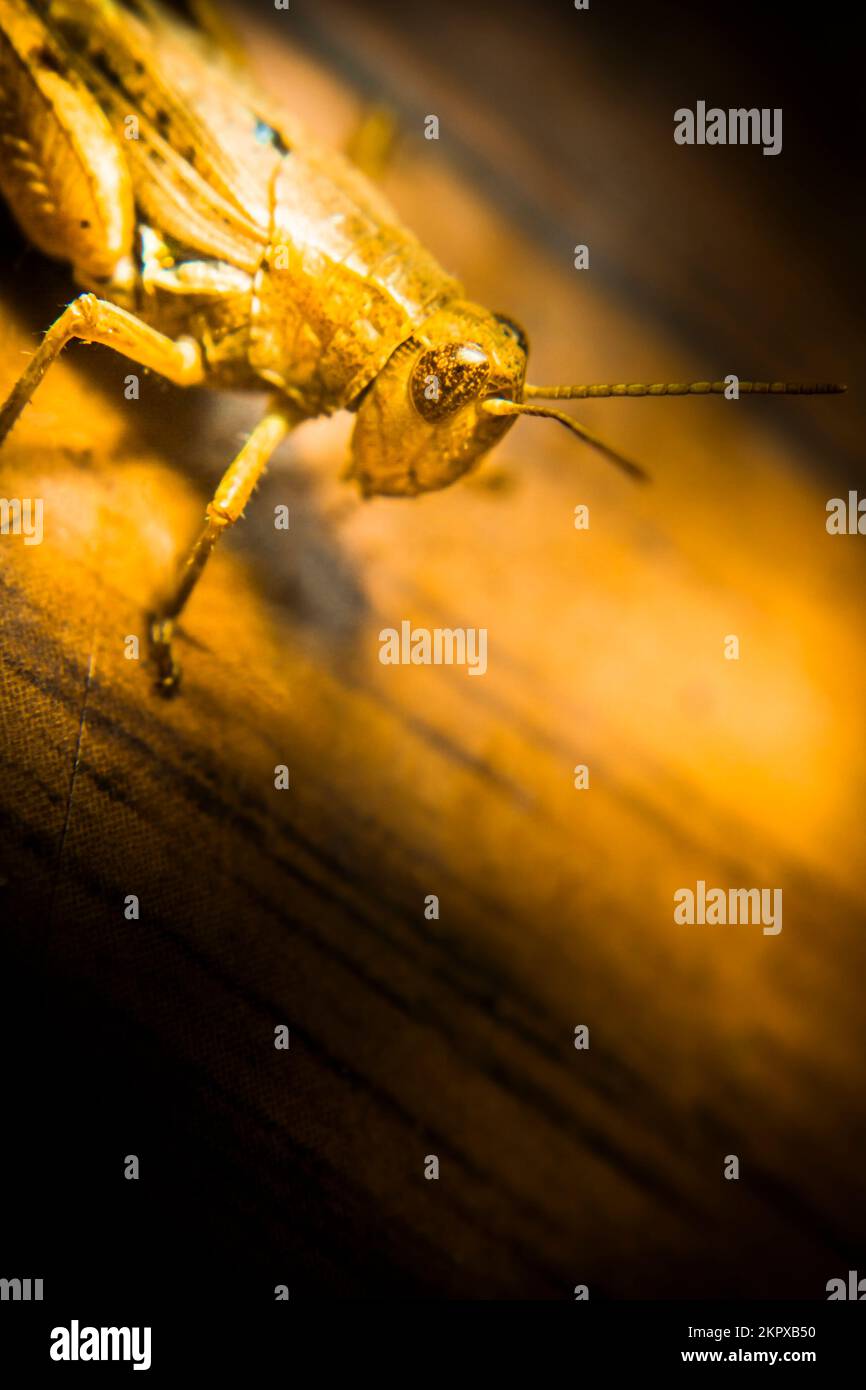 wildlife bug macro under shining bright yellow light. Bugs