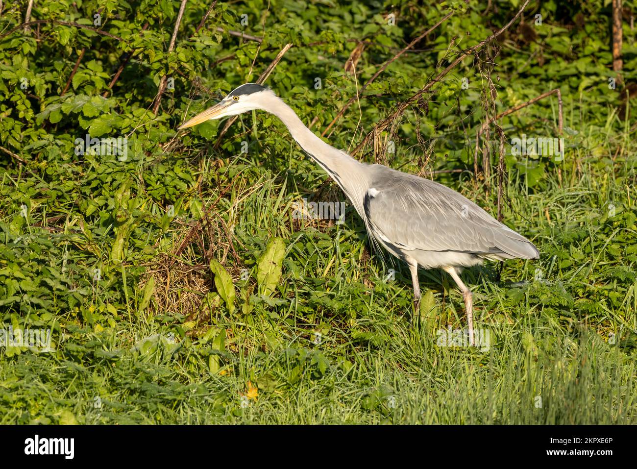 Heron hunting, but not for fish Stock Photo