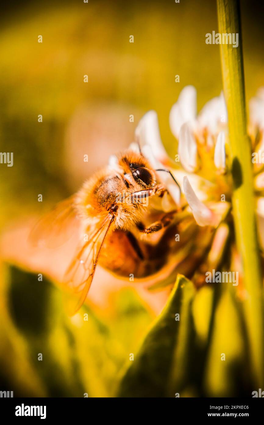 Australian bees pollinating hi-res stock photography and images - Alamy