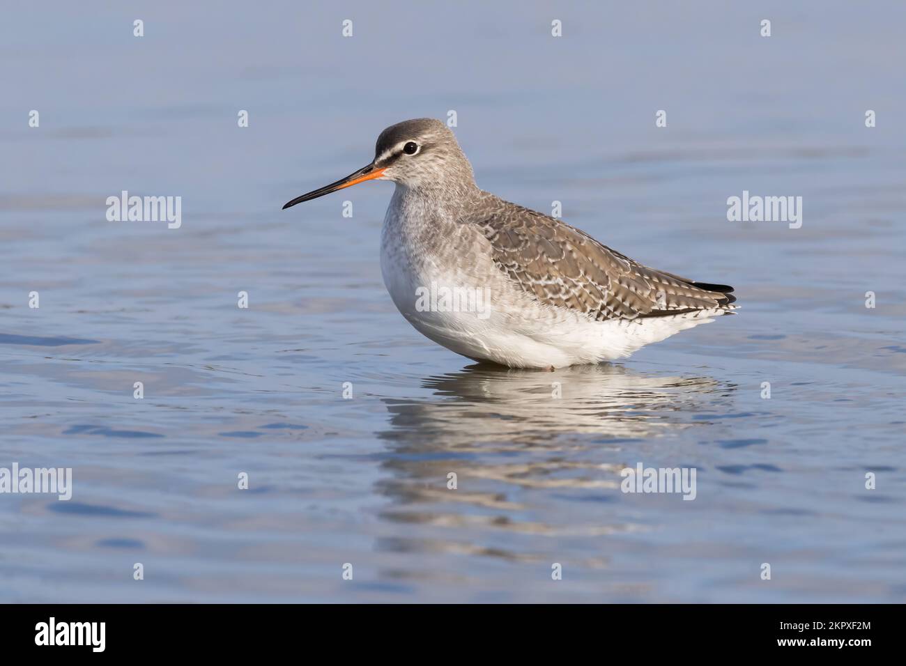 Spotted Redshank wading in deep water Stock Photo