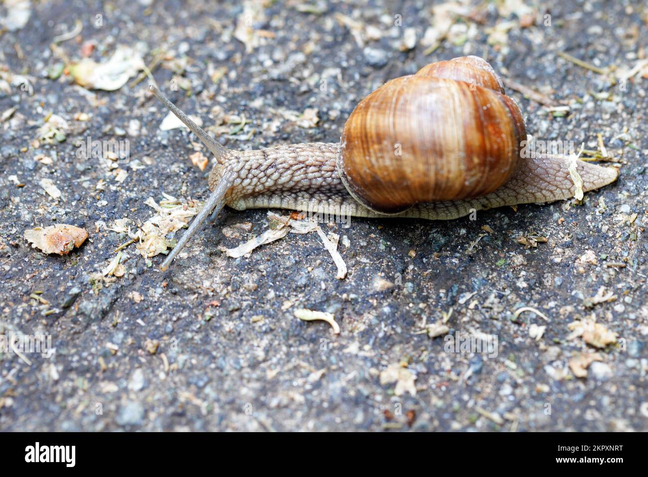 A large snail crawls along an asphalt path in a light blur. Closeup, copy space. Stock Photo