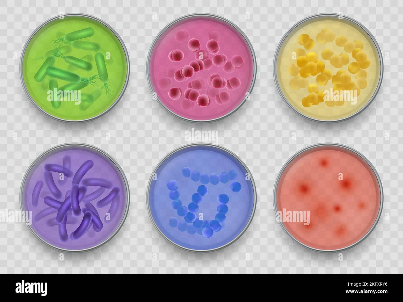 Bacteria gram. Various top views in petri dish