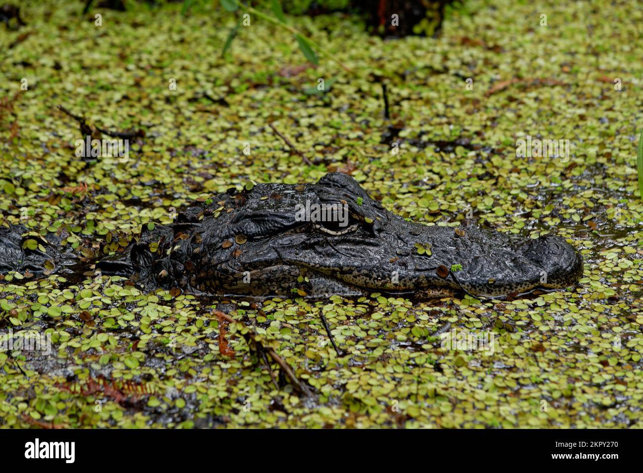 American Alligator in the Water Stock Photo