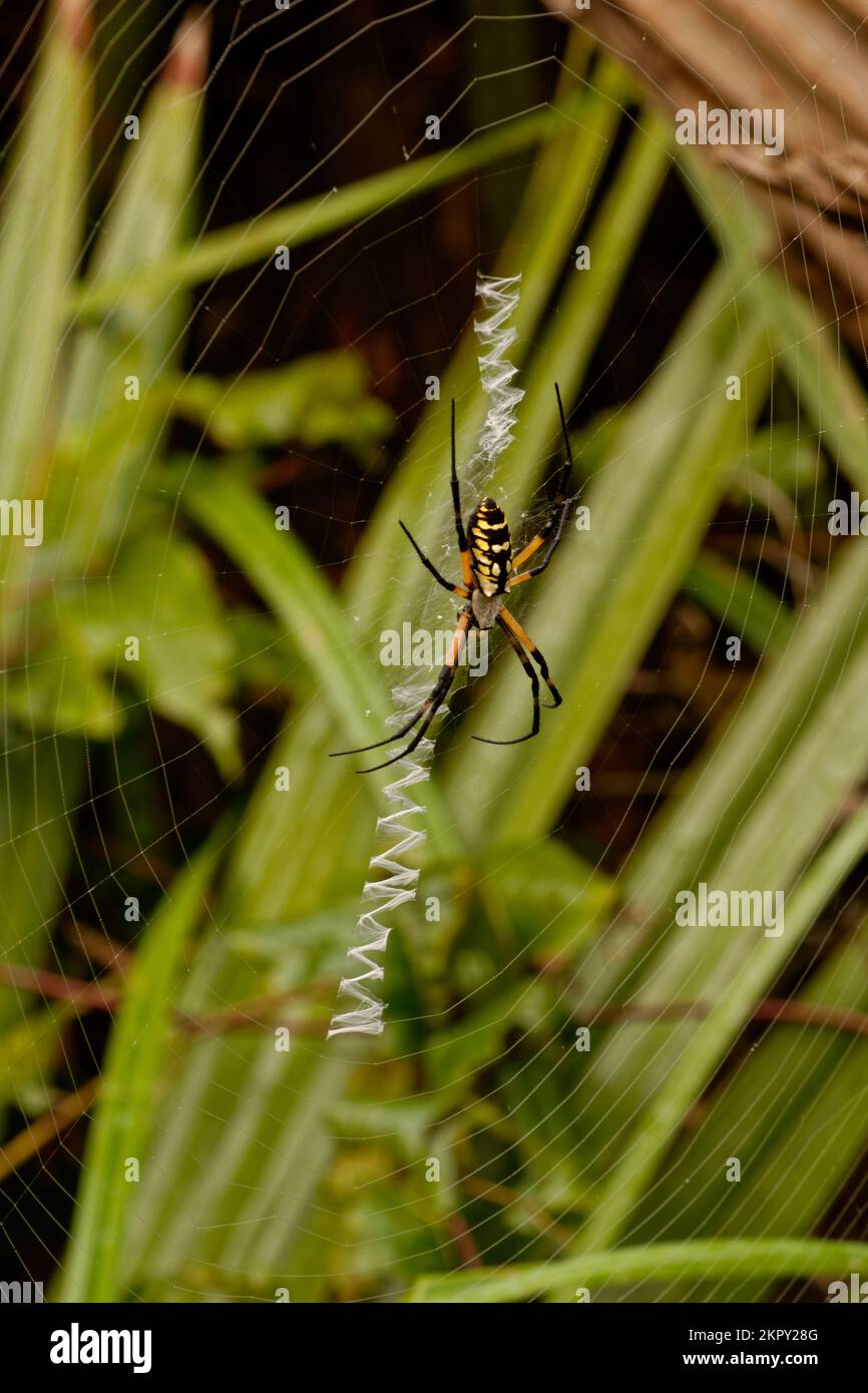 Black and Yellow Banana Spider Stock Photo Alamy