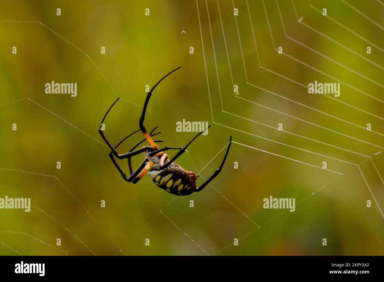 Black and Yellow Banana Spider Stock Photo Alamy