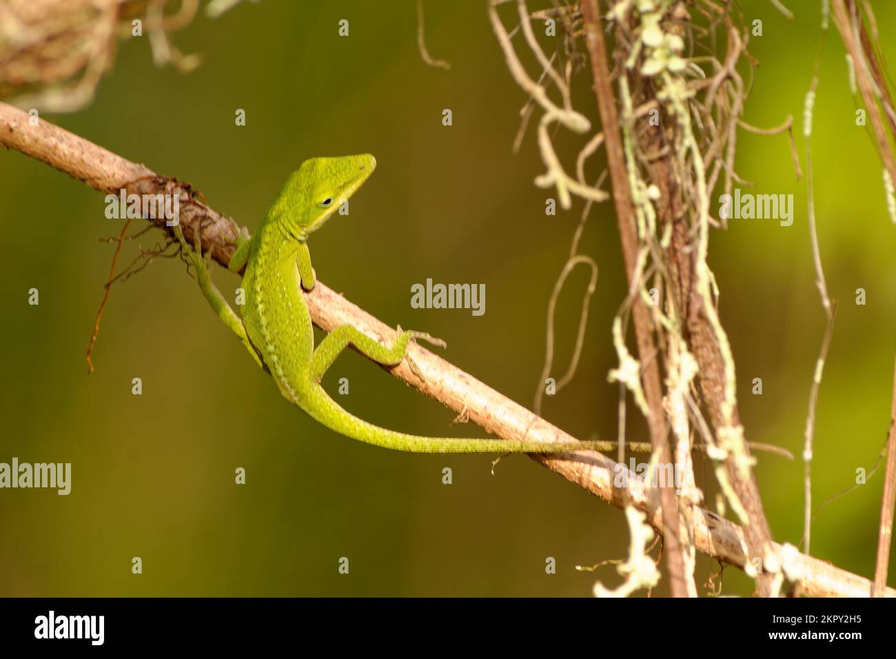 Green Anole Climbing on a Leaf Stock Photo