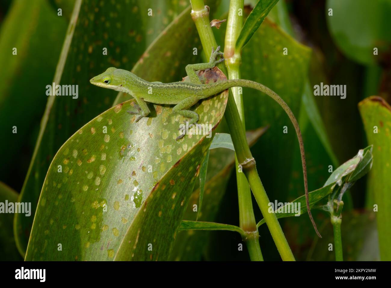 Green Anole Climbing on a Leaf Stock Photo