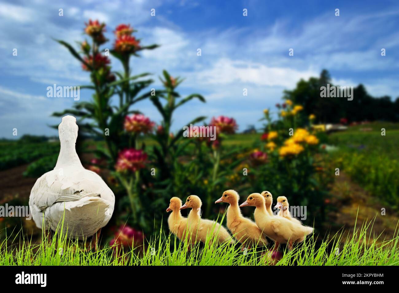 Collection Of Farm Animals Hi Res Stock Photography And Images Alamy