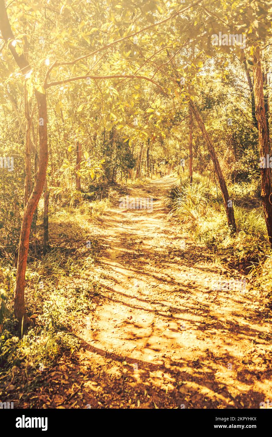Vertical landscape photography on a forestry pathway shrouded in branched out sunlit shadows. Captured: Murrumba Downs, Queensland, Australia Stock Photo