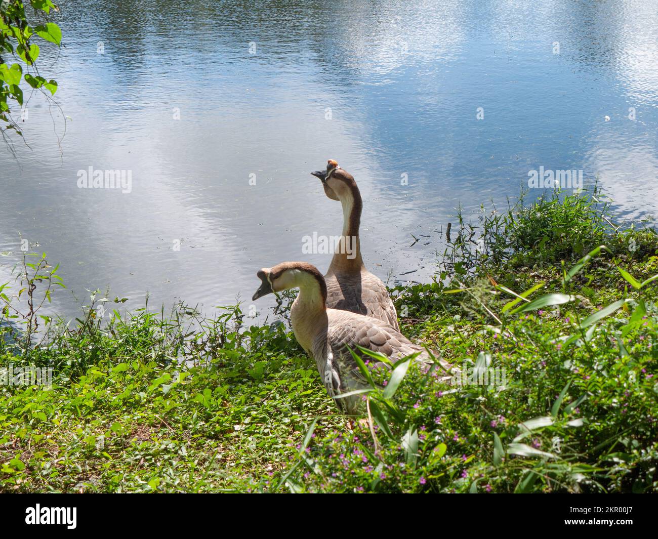 A pair of Chinese geese (Anser cygnoides domesticus) on the edge of a pond at Selva Negra Resort in Nicaragua. Stock Photo
