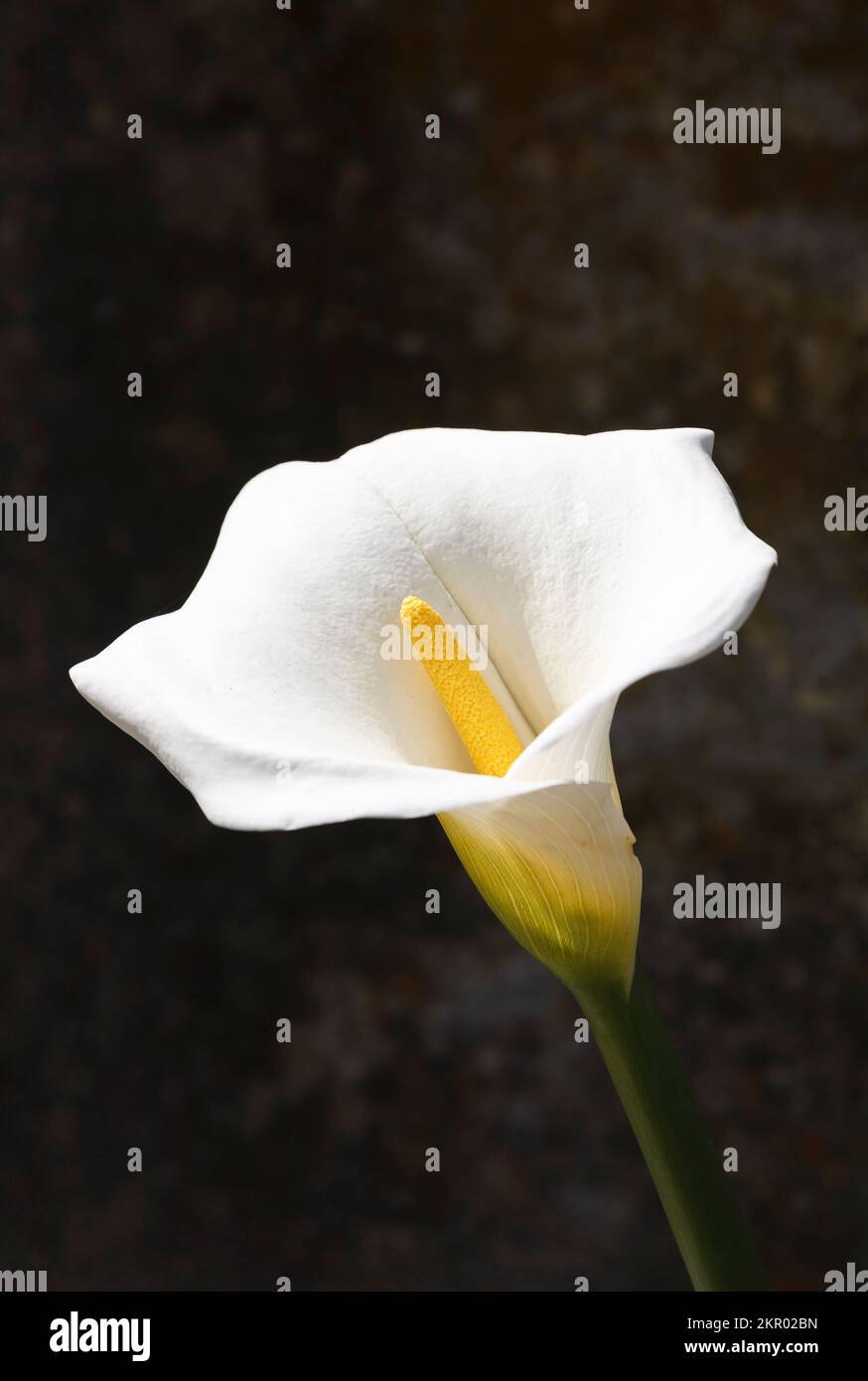 Calla lily 'Alcatraz flower' (Zantedeschia aethiopica) growing on Alcatraz Island, San Francisco, California Stock Photo