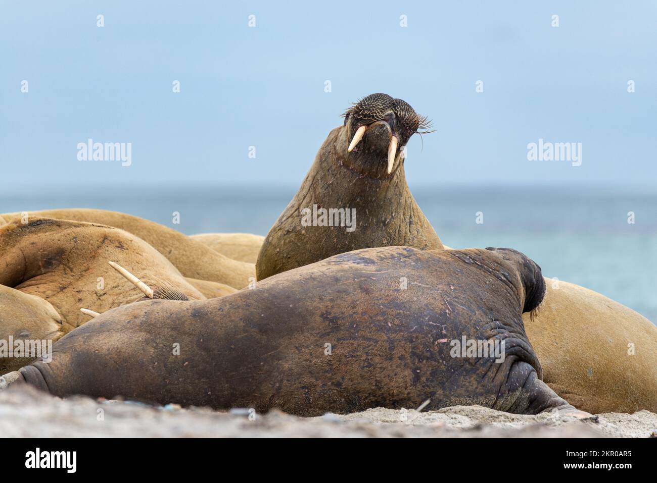Huddle of walruses on a beach, Smeerenburg, Svalbard, Kingdom of Norway Stock Photo