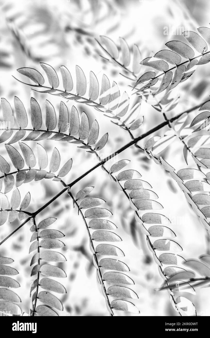 Black and white leaf abstract on a frond of decoratively fresh undergrowth. Leafy dynamics Stock Photo