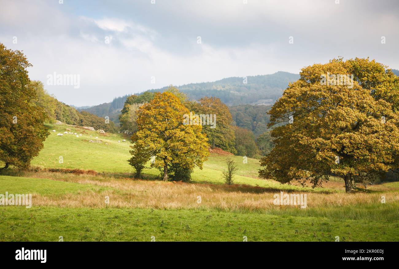 English countryside with green fields and woodland. Lake District, Cumbria, UK Stock Photo