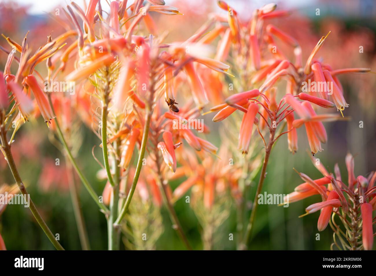 Aloe vera pink-orange flowers pollinated by a bee - closeup Stock Photo