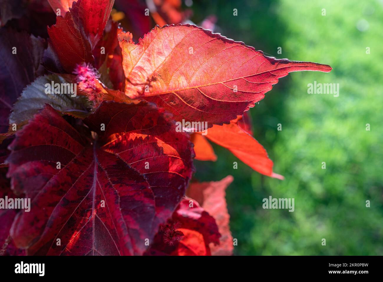 Copper leaf closeup against the sun on green grass background. Beefsteak plant Stock Photo