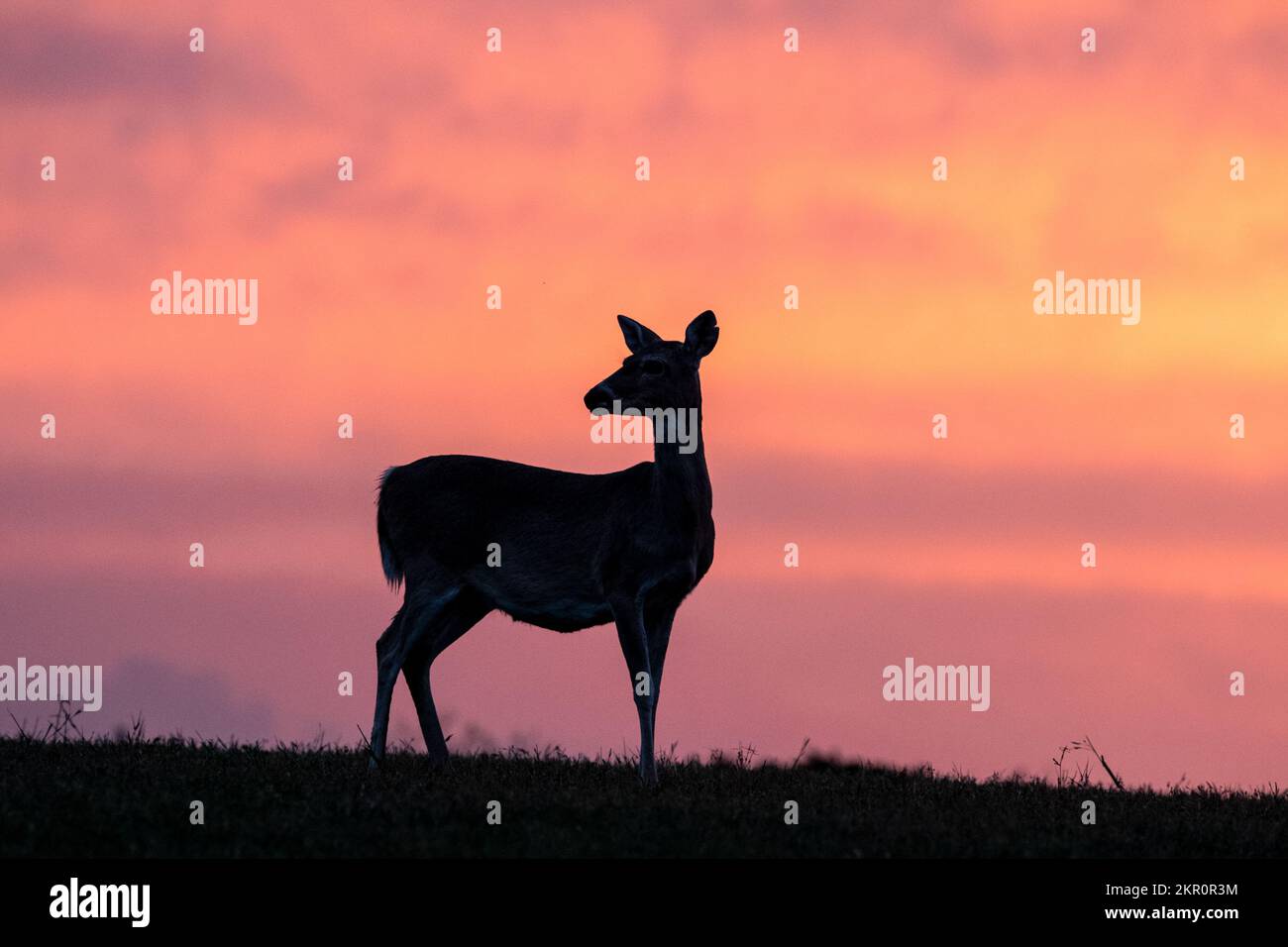 Download Deer, Sunset, Sun. Royalty-Free Stock Illustration Image