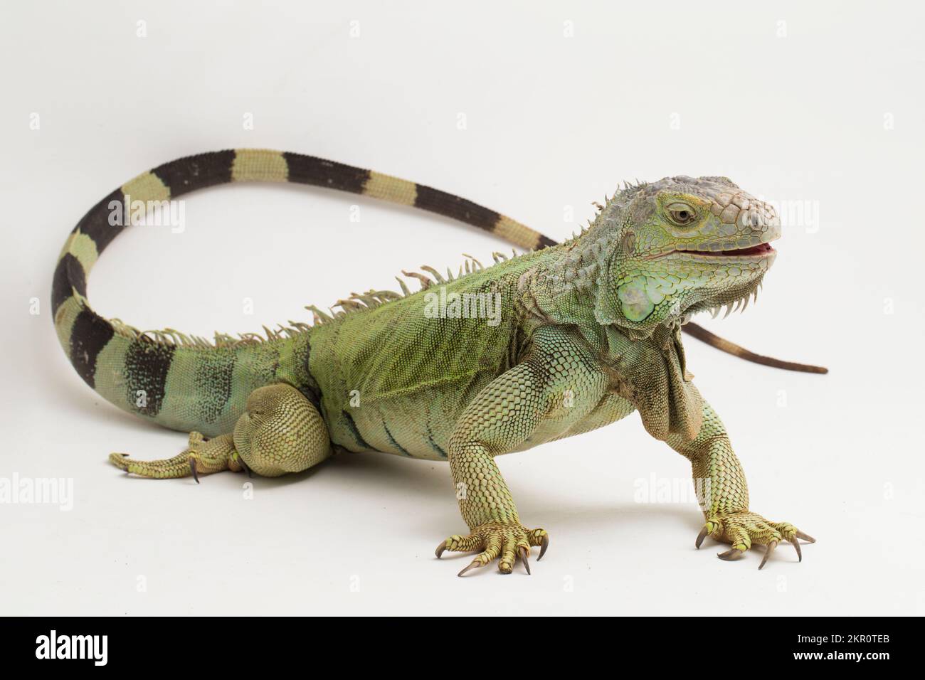 Big Green Iguana lizard isolated on a white background Stock Photo