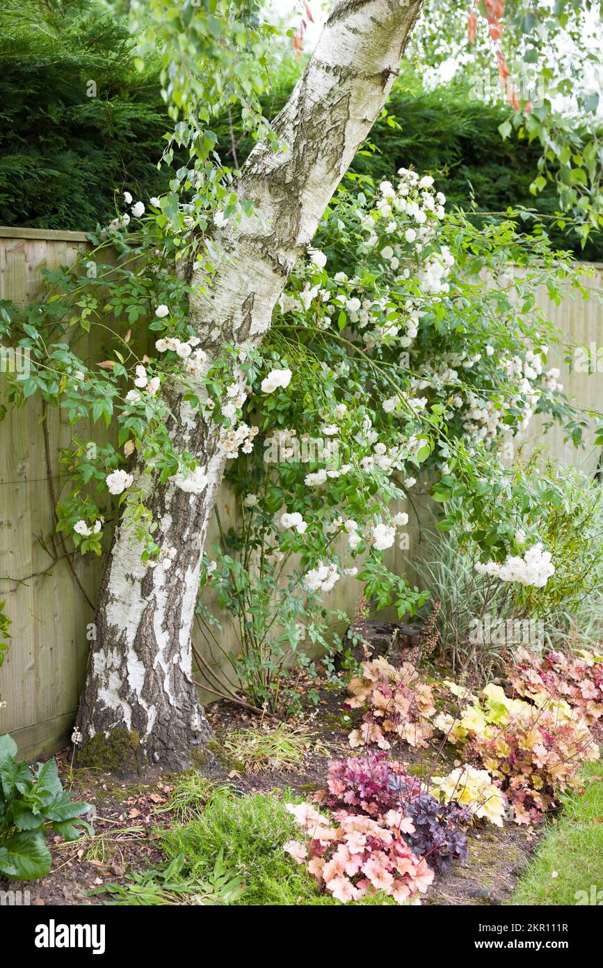 White rambling rose bush trained against a fence and growing around a silver birch tree in a UK garden flowerbed Stock Photo