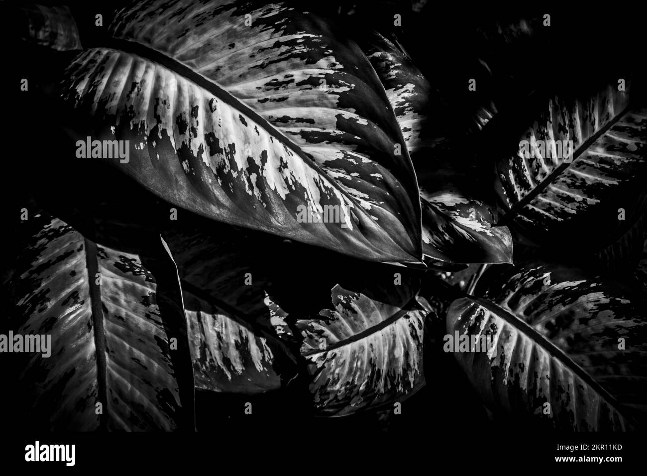 Dark scene in rainforest dynamics with tropical leaves shaded in botanical black Stock Photo