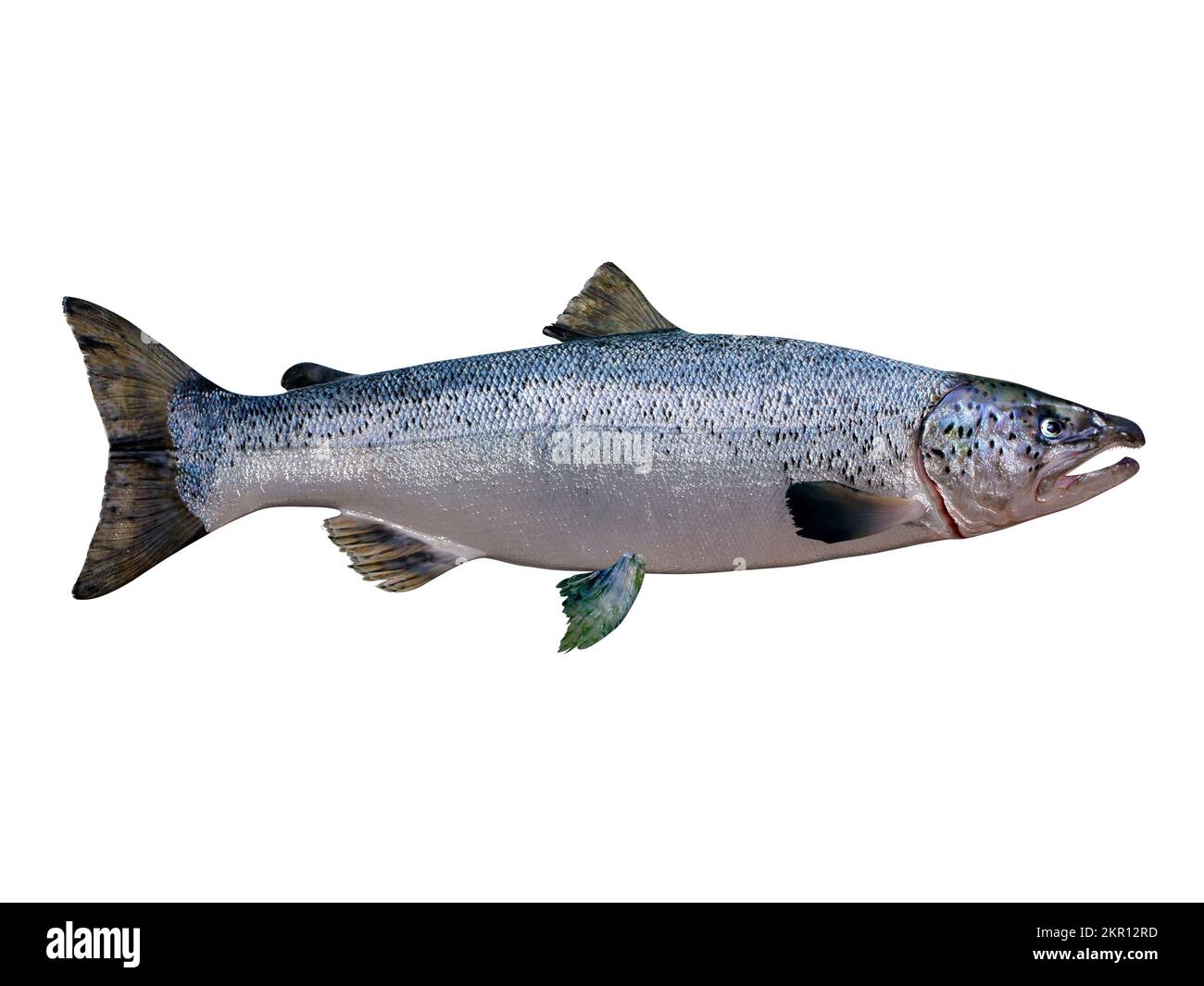 Living in the Northern Atlantic ocean the Atlantic salmon fish live in