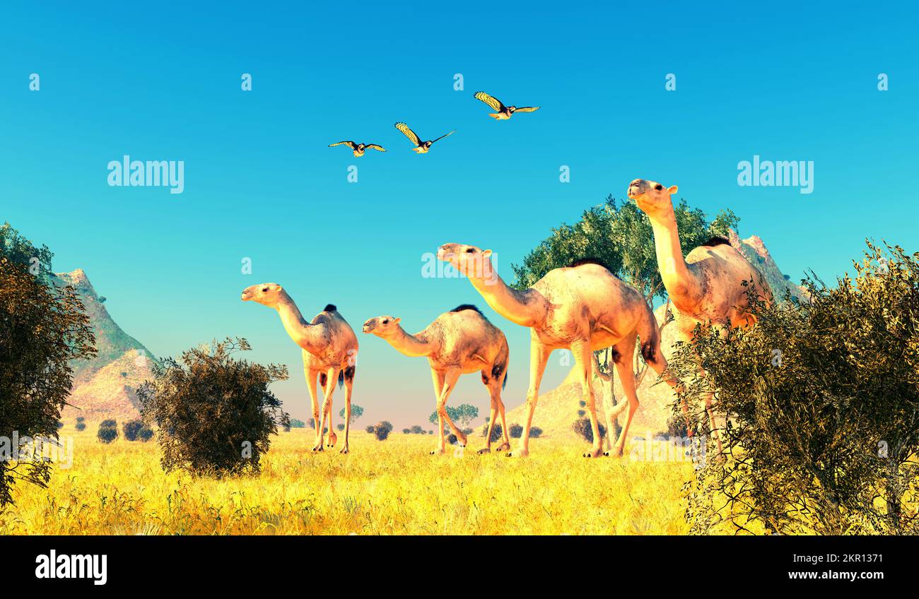 Herbivorous Camelops lived in North America during the Pleistocene Period,. Three Red-tailed Hawks fly over a herd walking through the brush. Stock Photo