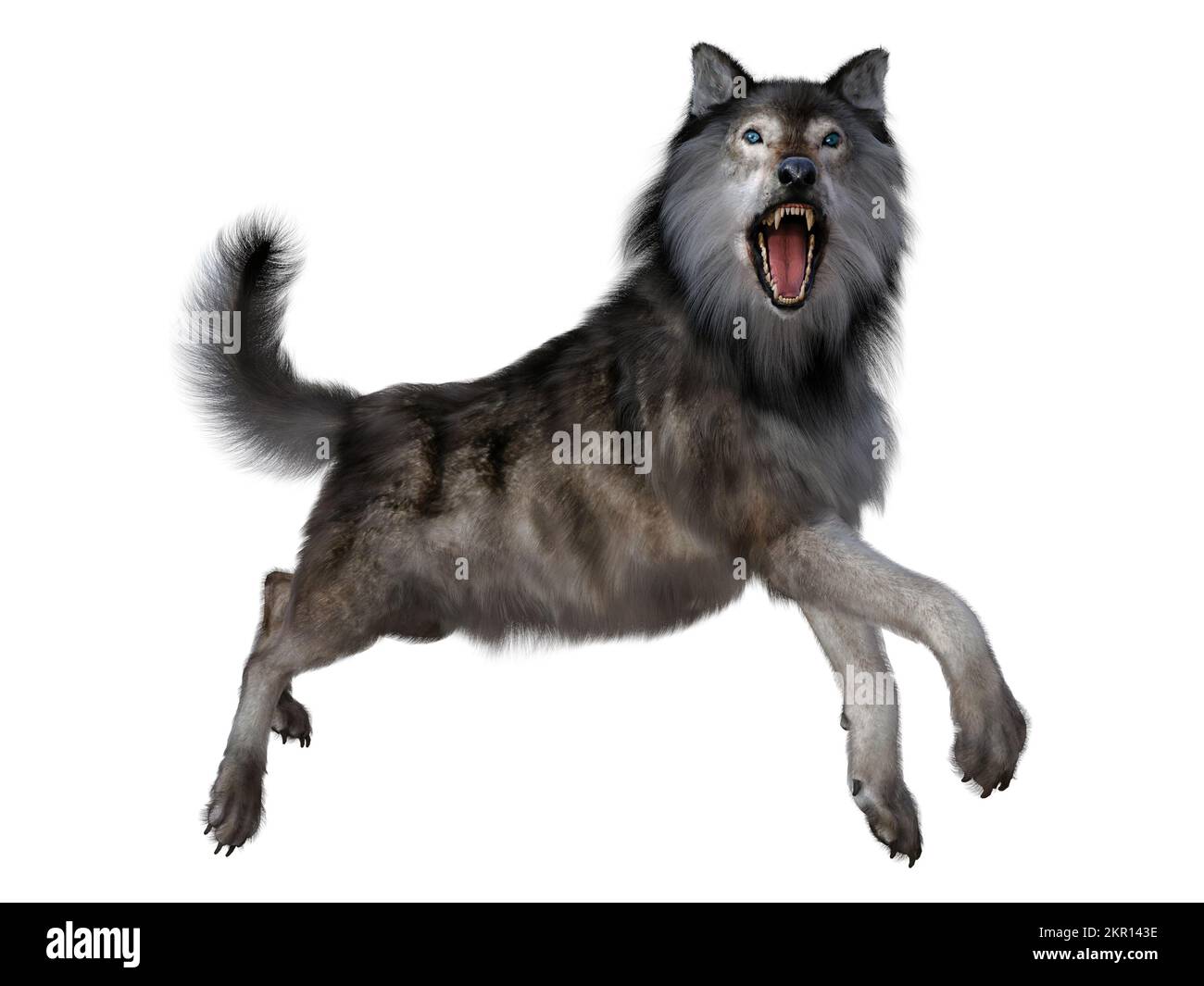 The carnivorous Dire Wolf lived in North and South America during the Pleistocene Period. Stock Photo