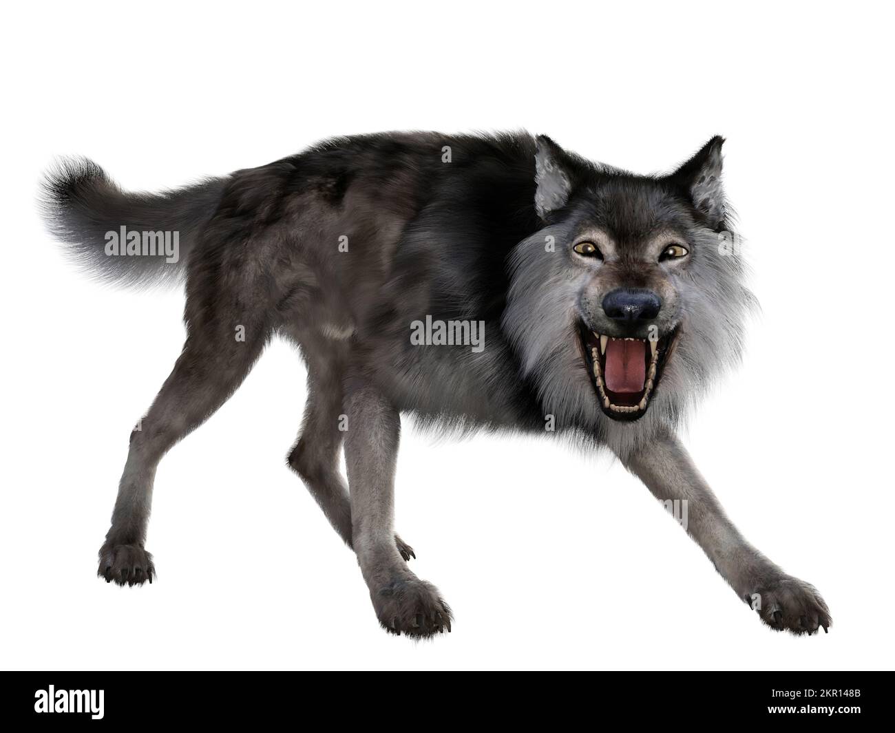 The carnivorous Dire Wolf lived in North and South America during the Pleistocene Period. Stock Photo