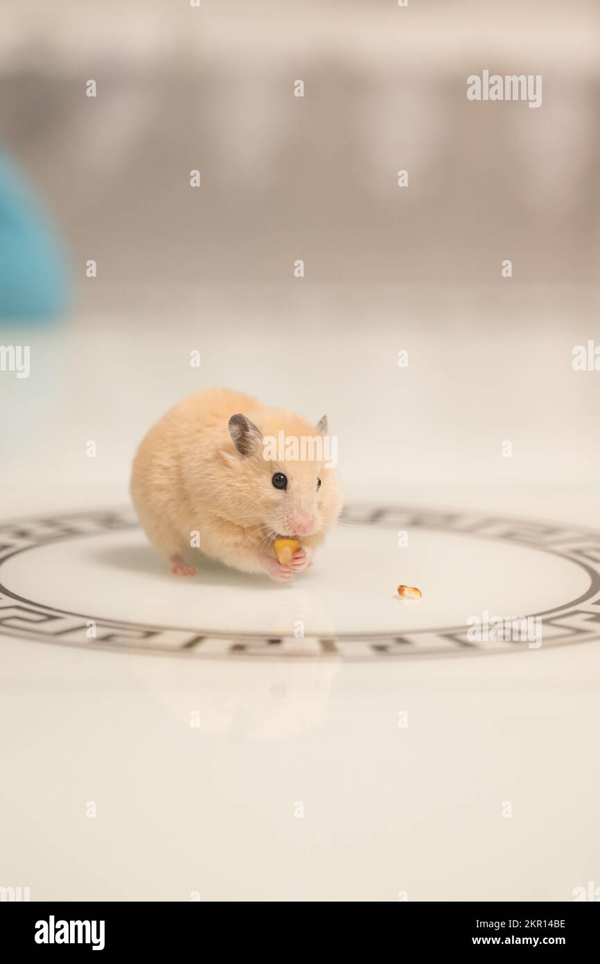 A hamster on a white background greedily stuffs food by its cheeks, a