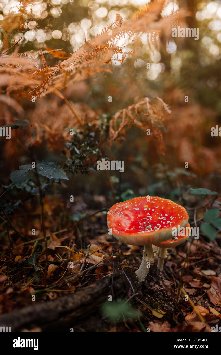 Red mushroom in a forest Stock Photo