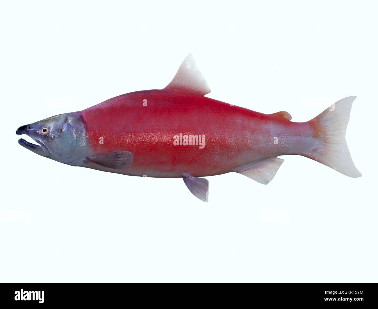 Living in the Northern Pacific ocean the Red Sockeye salmon fish live