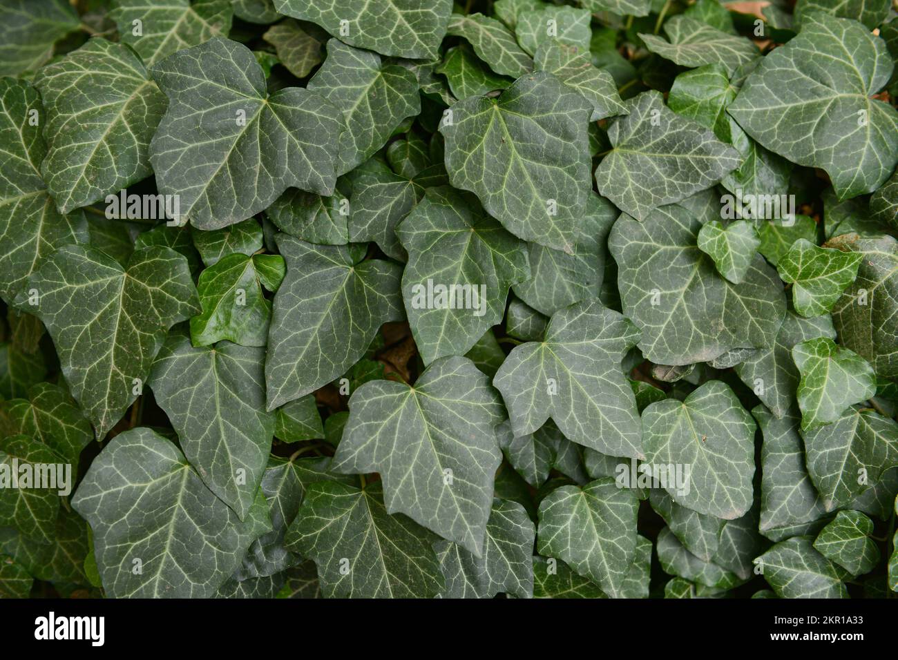 Bushes with beautiful green ivy leaves as background Stock Photo - Alamy