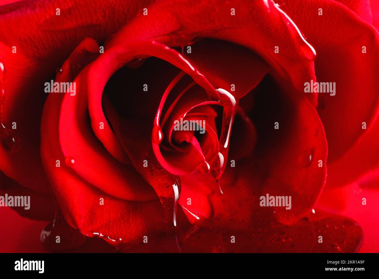Red Roses Jam Beautiful red rose flower with jam, closeup Stock Photo - Alamy