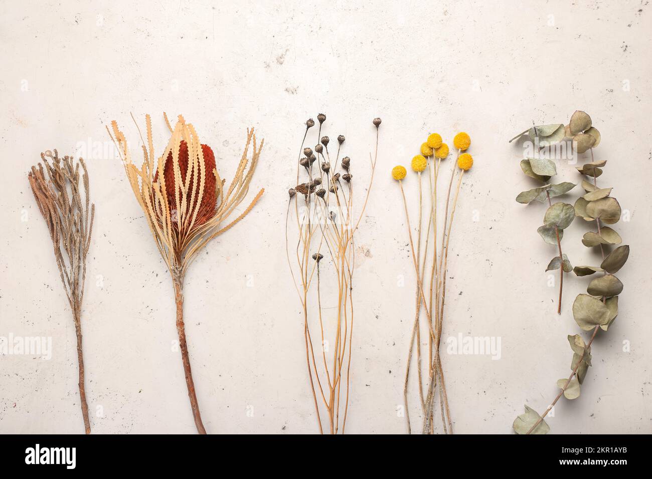 Different dried flowers on white background Stock Photo - Alamy