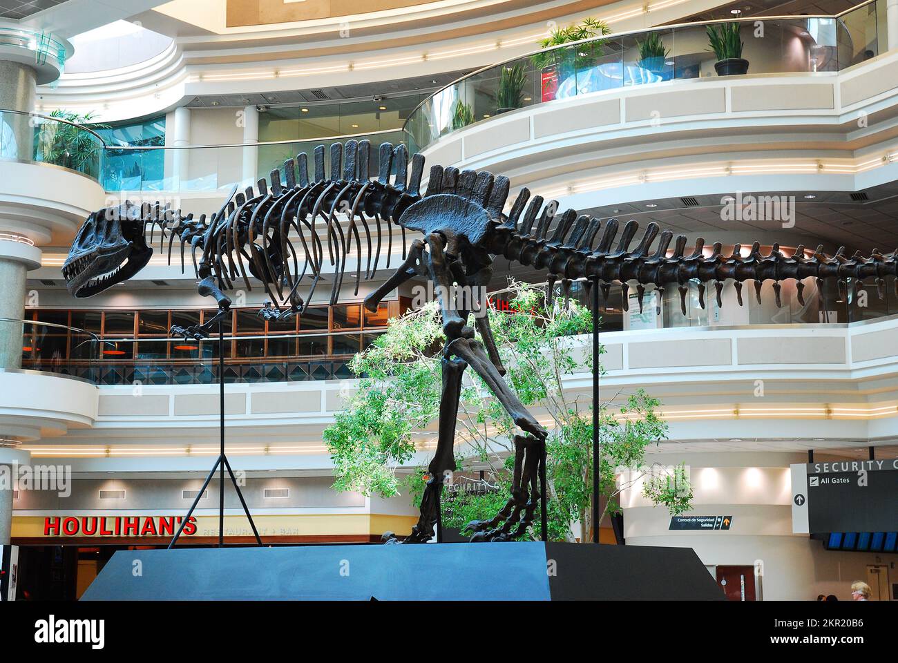 A skeleton of a T Rex dinosaur stands in the atrium of the Atlanta International Airport Stock Photo