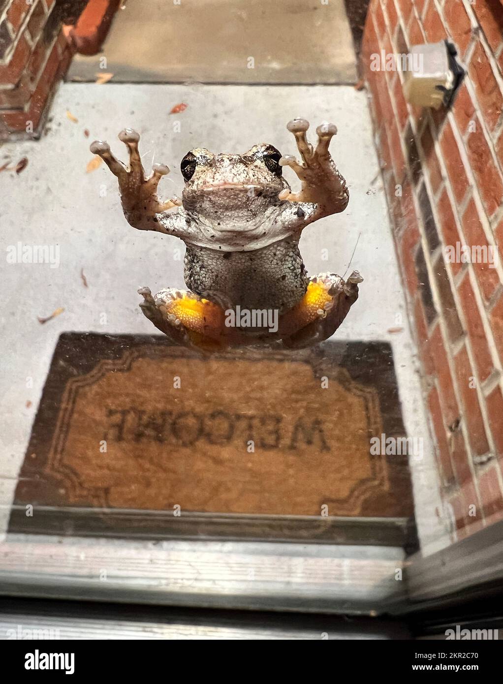 Cary, North Carolina, Usa. 27Th Nov, 2022. A Gray Tree Frog Hangs Onto A  Storm Door In Cary. Gray Tree Frogs Are Variable In Color. This Ability To  Vary Their Color Provides