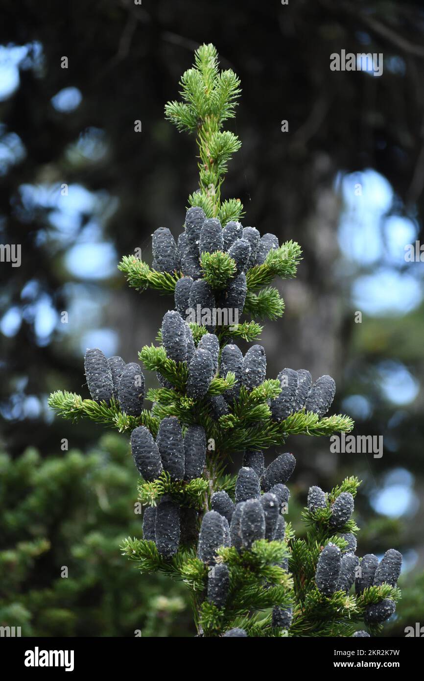 Subalpine fir cones budding in summer. Purcell Mountains in the Kootenai National Forest, northwest Montana. (Photo by Randy Beacham) Stock Photo