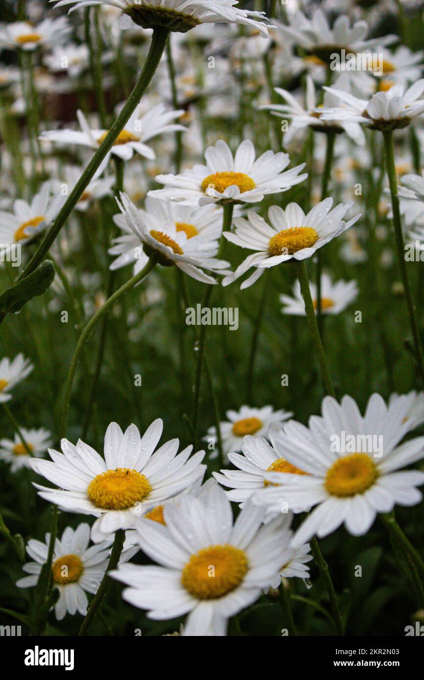 Beautiful Flowers in a Garden Leaning Towards Each Other Stock Photo