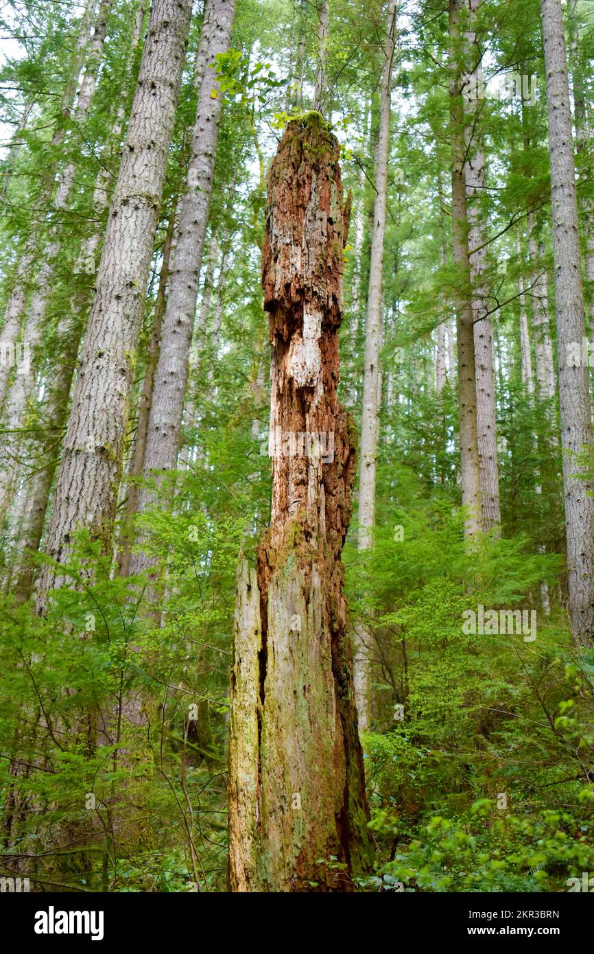 Iconic Snag in Mountain Forest in Wallace Falls State Park in Washington State Stock Photo