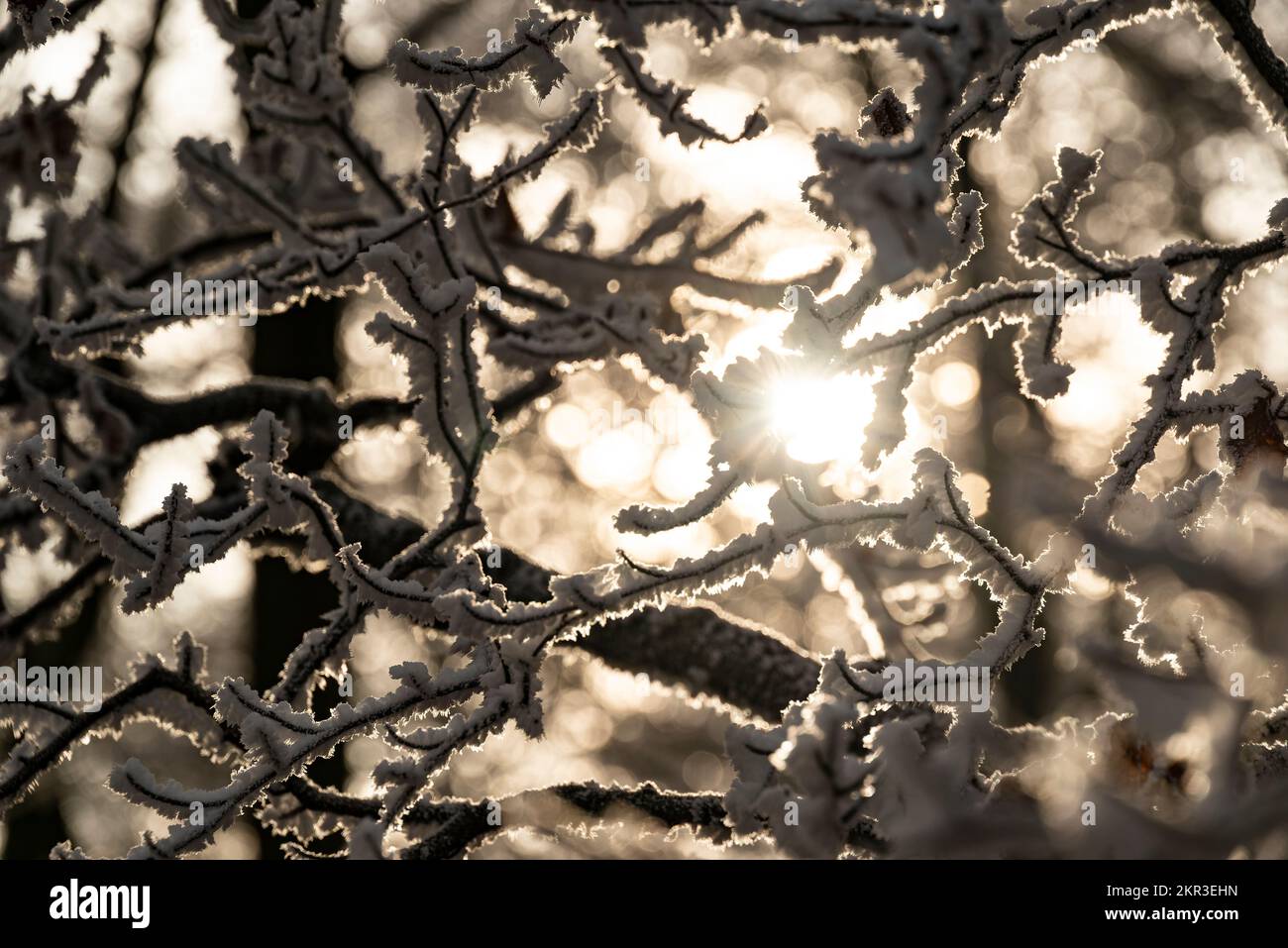 Close up frozen tree sunlight hi-res stock photography and images - Alamy