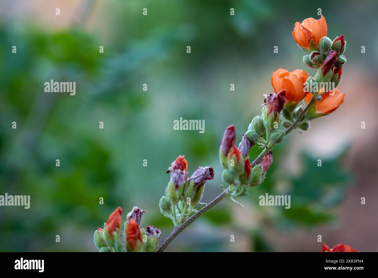 Orange Globemallow Flowers Opening Up in Early Summer in Zion National Park Stock Photo