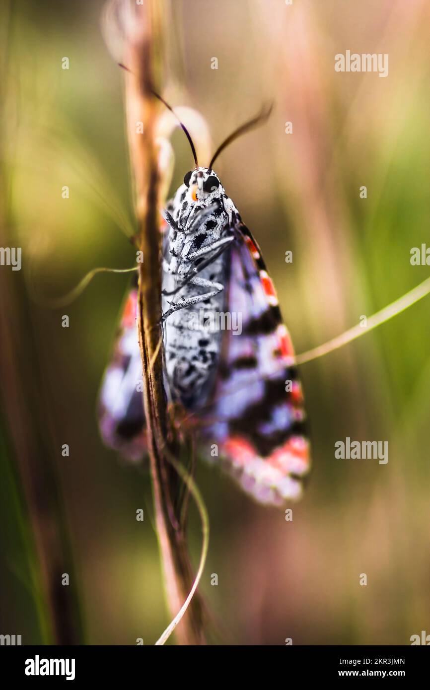 Color macro photo on a bright coloured moth insect clutching plant on blurred out background. Australian insects Stock Photo