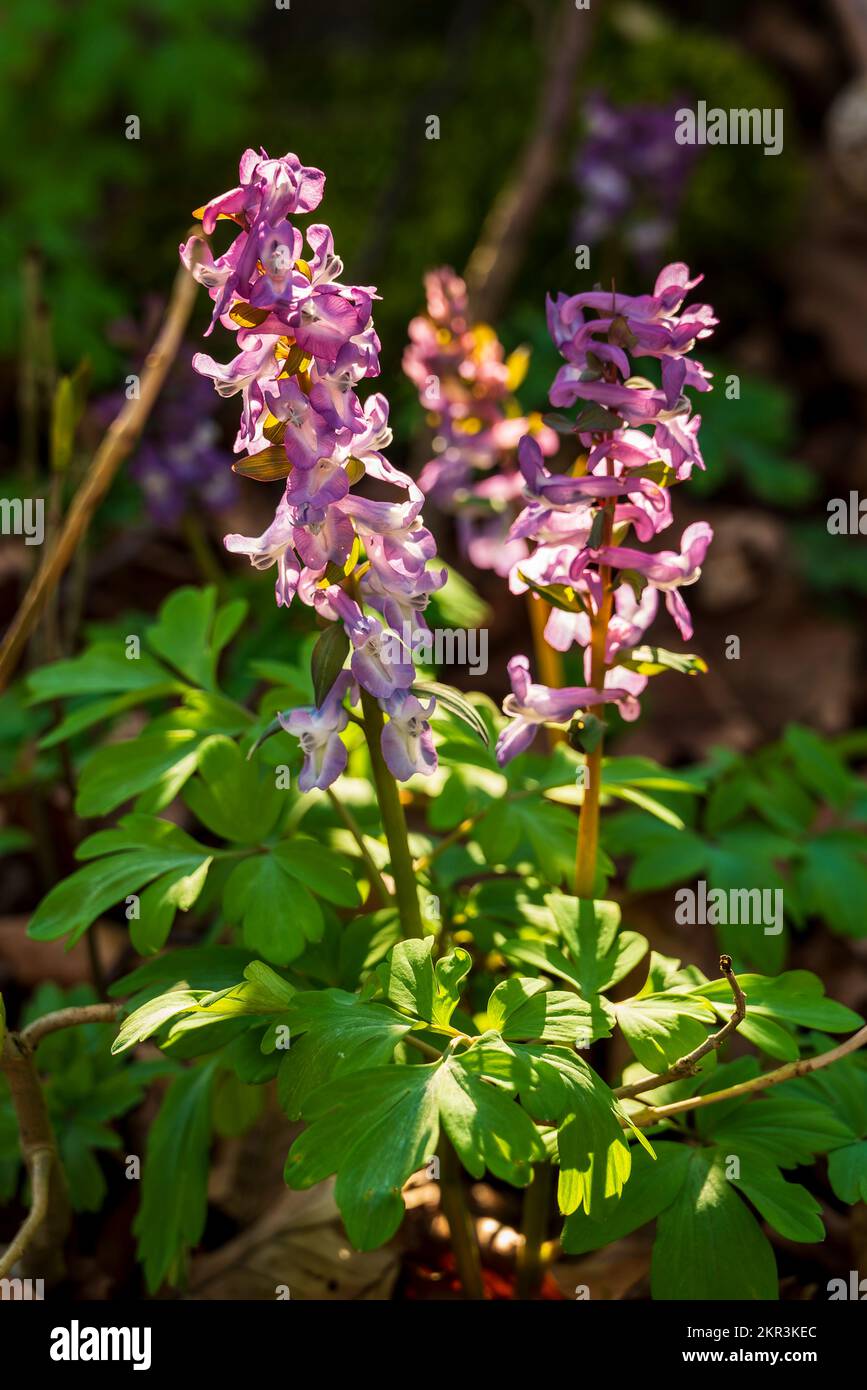 Close-up of backlit, purple flowering hollow larkspur (Corydalis cava, also known as hollow root) in a springtime forest in Germany Stock Photo