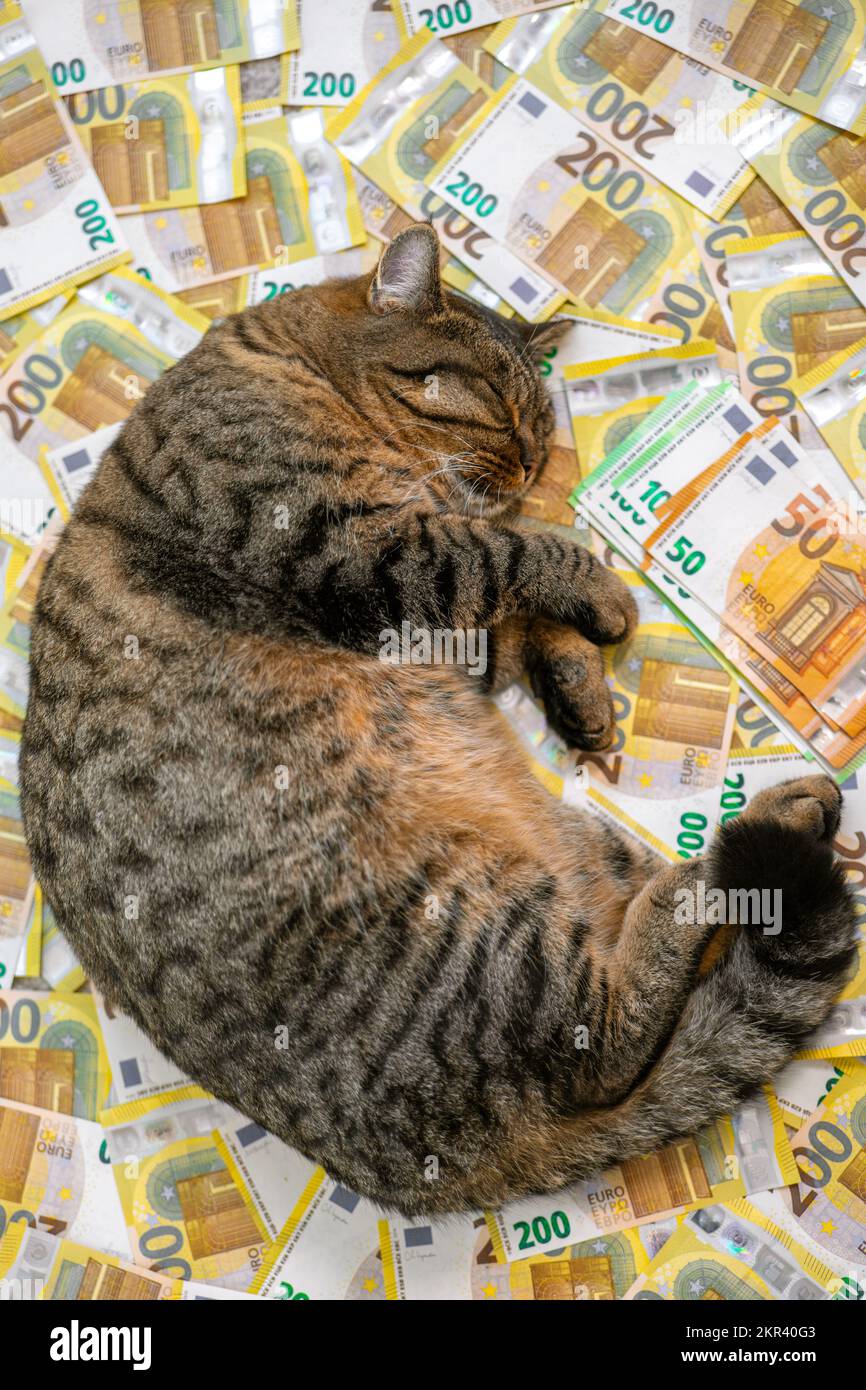 Veterinary expenses hires stock photography and images Alamy