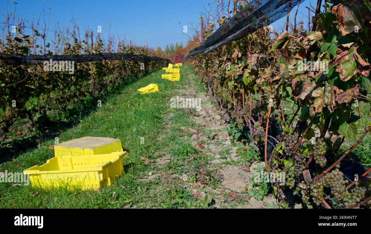 Collecting the Gamay Noir Grapes Winery, Ontario, Canada Stock Photo